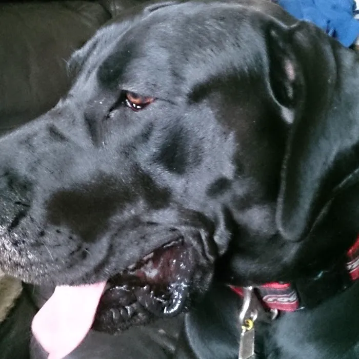 Vets for Pets Halifax Picture 9