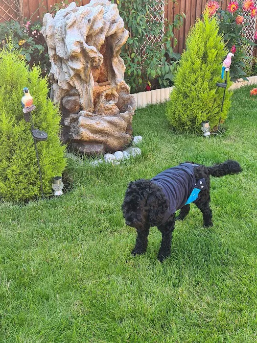 Vets4Pets - Corby Picture 1