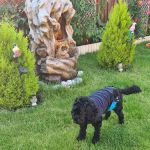 Vets4Pets - Corby