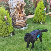 Vets4Pets - Corby ico