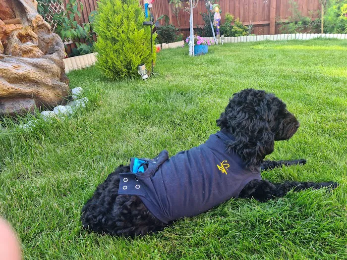 Vets4Pets - Corby Picture 5