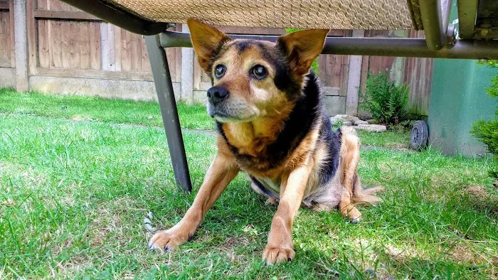 Vets4Pets - Corby Picture 4
