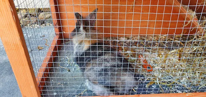 Vets4Pets - Corby Picture 9