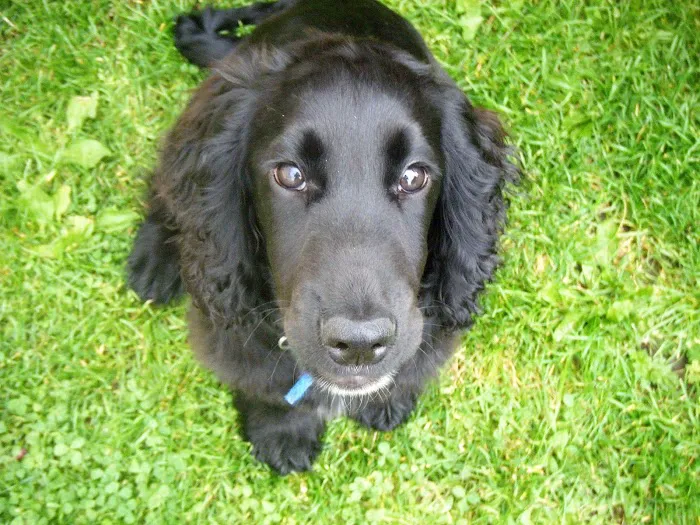 Vets4Pets - Corby Picture 8