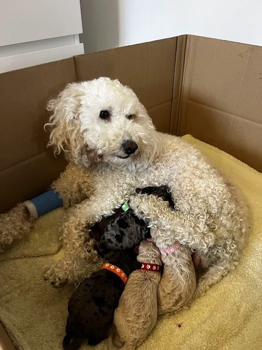 Stoley's Vets Picture 6