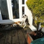 Rutland Veterinary Centre