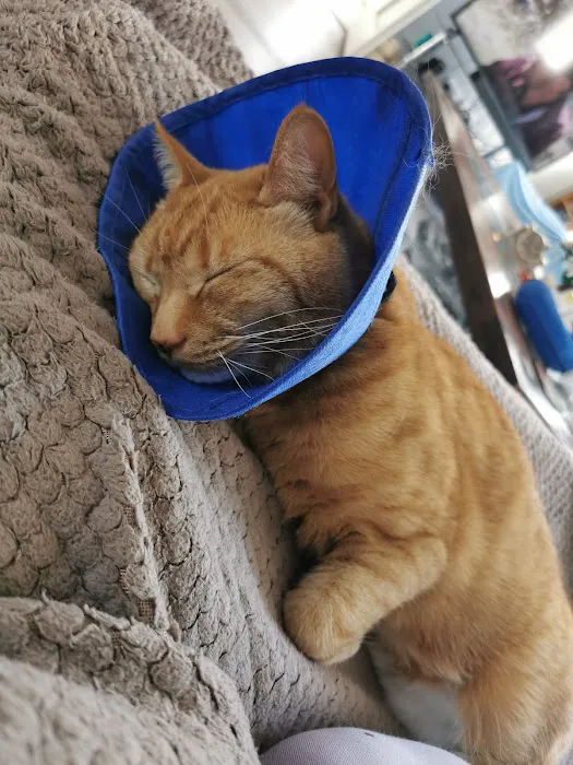 Catmose Vets Picture 7