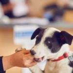 Corby Veterinary Surgery