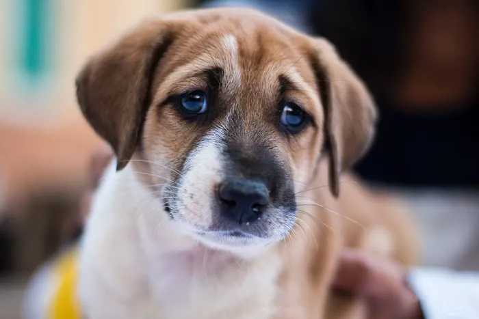 Corby Veterinary Surgery Picture 4