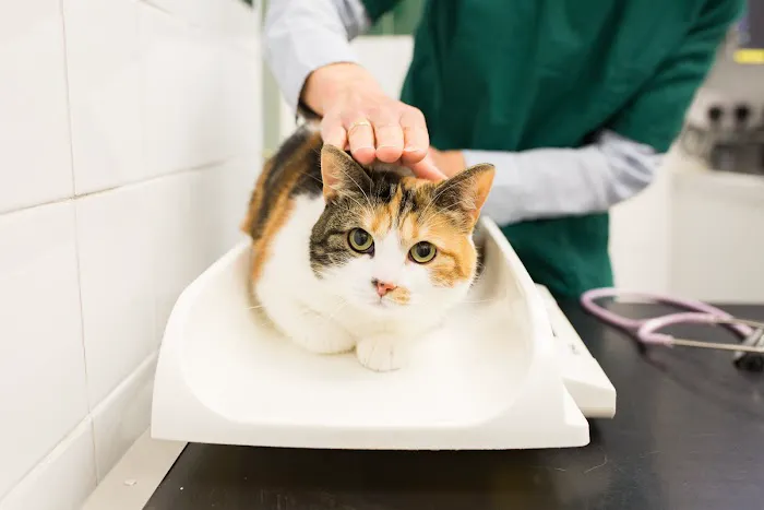 Corby Veterinary Surgery Picture 3
