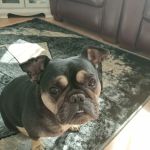 Vets for Pets - Cardiff Ely