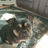 Vets for Pets - Cardiff Ely ico