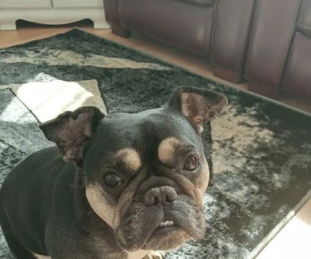 Vets for Pets - Cardiff Ely