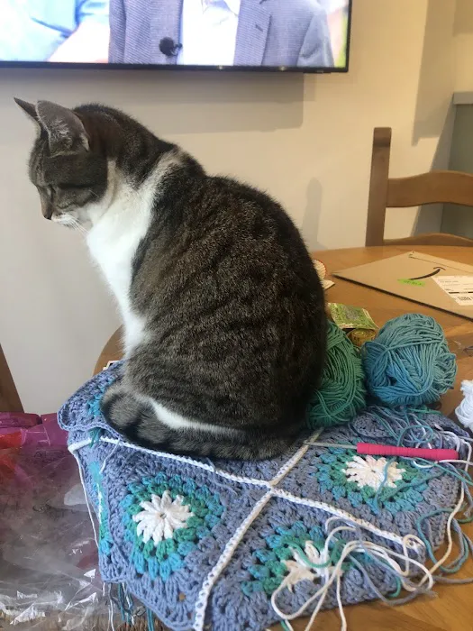 Sunnyside Cattery Picture 2