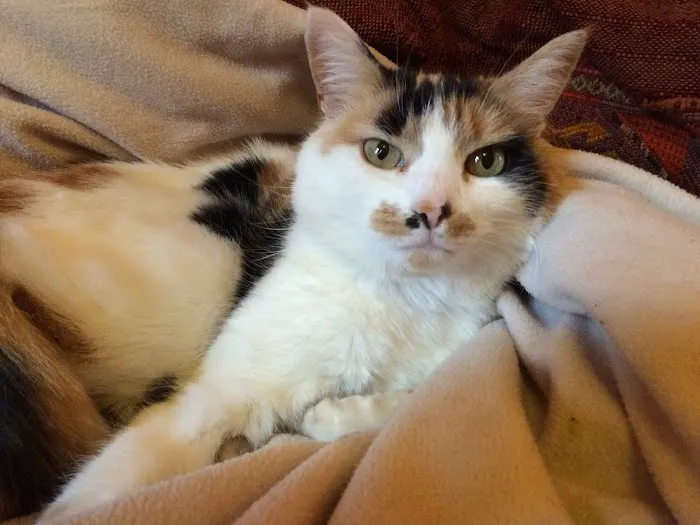 Sunnyside Cattery Picture 4