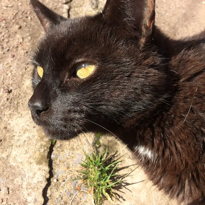 Sunnyside Cattery Picture 5