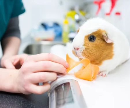 Heath Veterinary Group