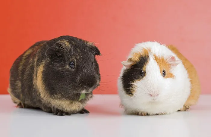 Heath Veterinary Group Picture 4