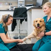 Park Veterinary Group, Cardiff ico