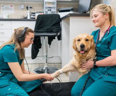 Park Veterinary Group, Cardiff