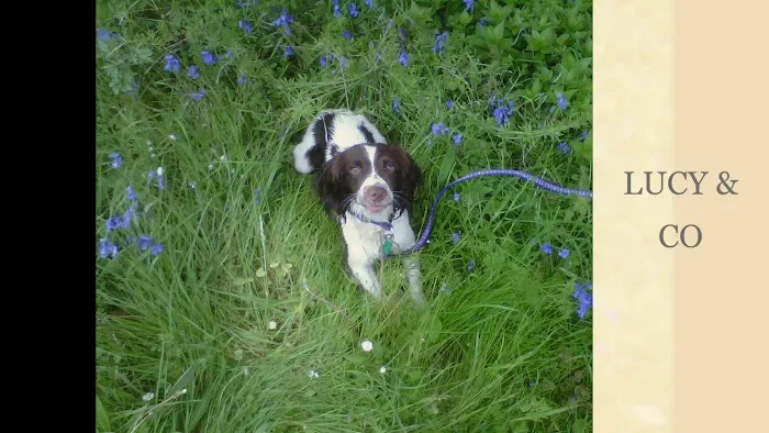 Lucylou & Co Picture 1