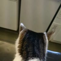 Cowbridge Road Veterinary Centre ico