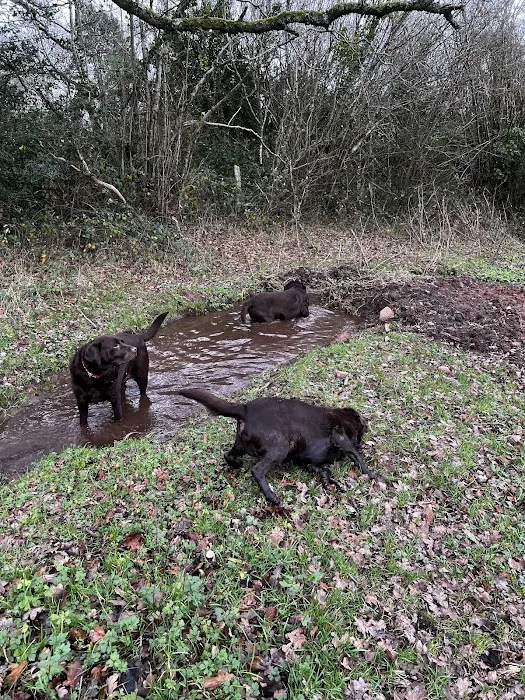 Medivet Llandaff North Picture 5