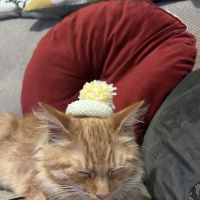Cardiff Veterinary Centre ico