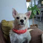Bridges Veterinary Surgery