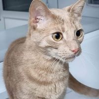 Four Paws Cattery Ltd ico