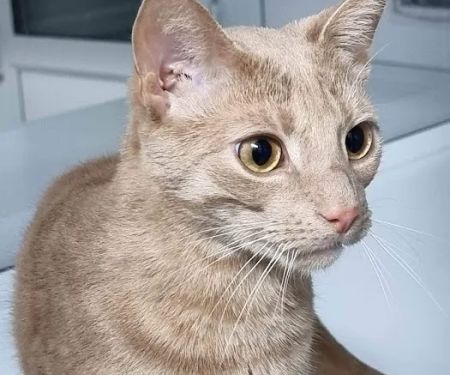 Four Paws Cattery Ltd