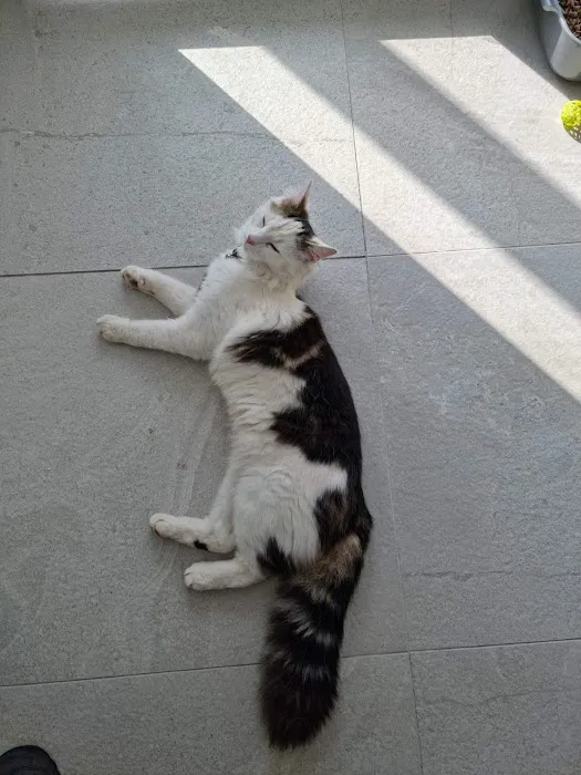 Four Paws Cattery Ltd Picture 4