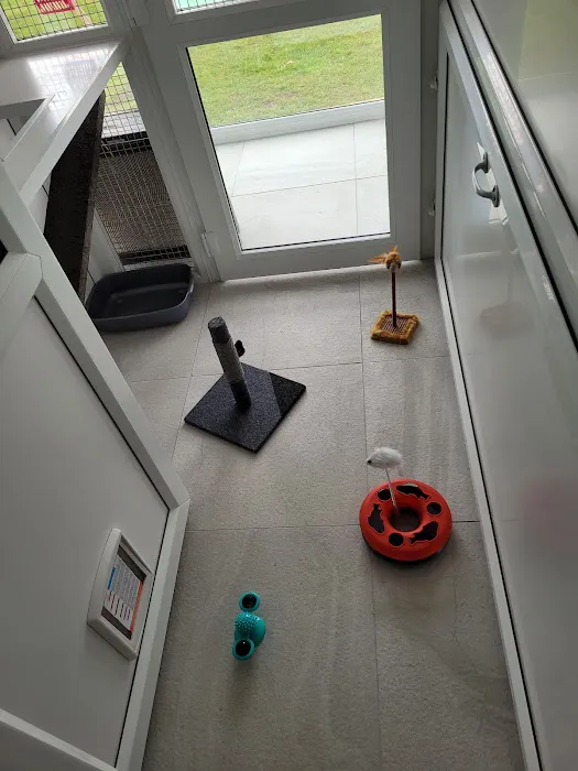 Four Paws Cattery Ltd Picture 6
