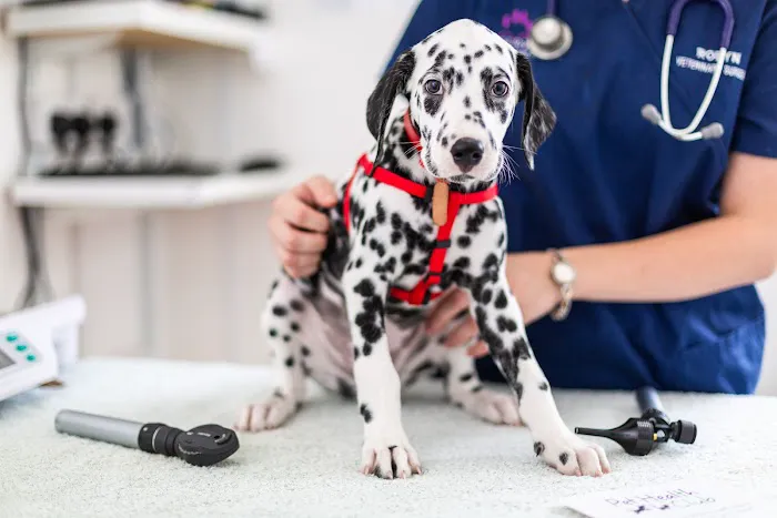 Heath Vets - Whitchurch Picture 1