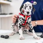 Heath Vets - Whitchurch