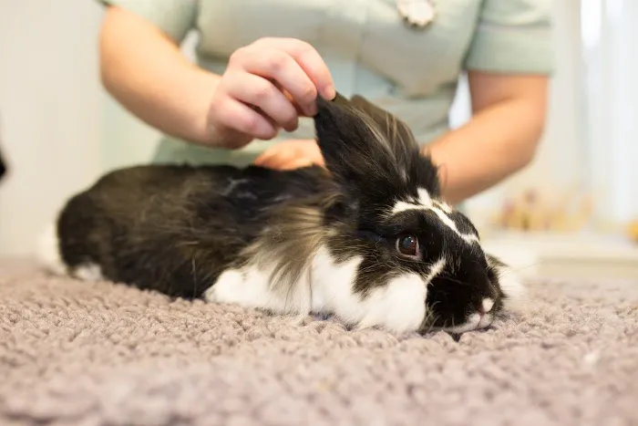 Heath Vets - Whitchurch Picture 4