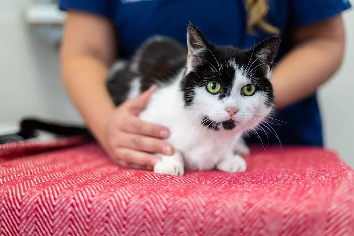 Heath Vets - Whitchurch Picture 6