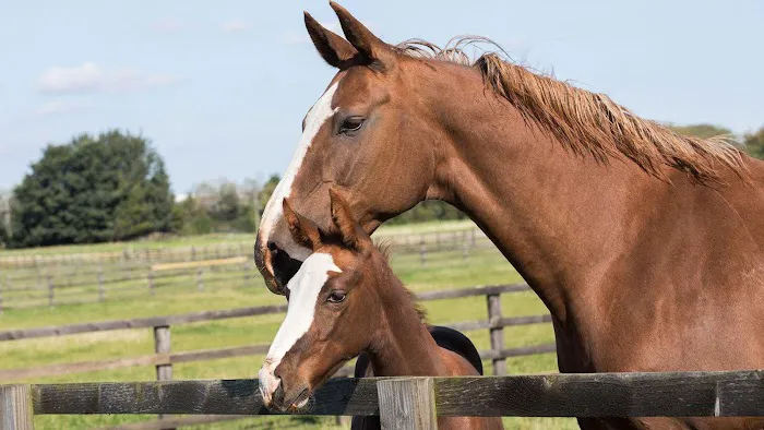 South Wales Equine Vets - Cardiff Picture 1