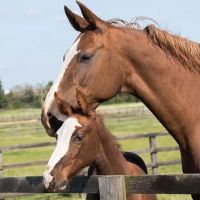 South Wales Equine Vets - Cardiff ico
