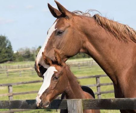 South Wales Equine Vets - Cardiff