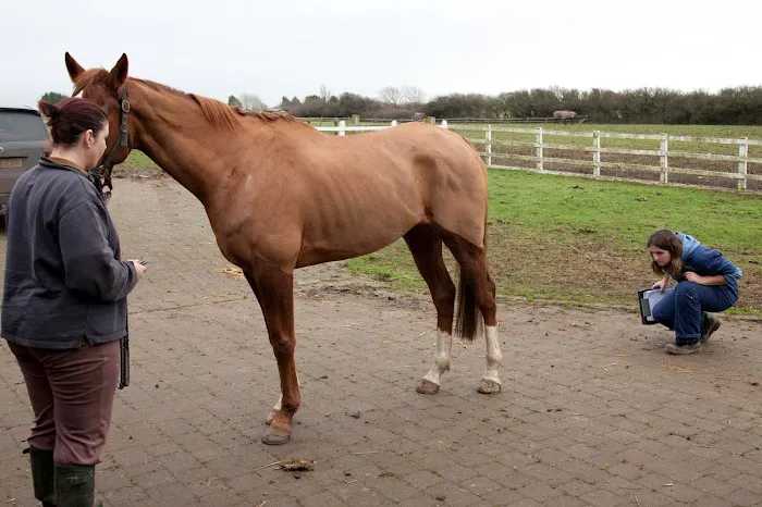 South Wales Equine Vets - Cardiff Picture 2