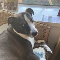 Vets for Pets - Cardiff Bay ico