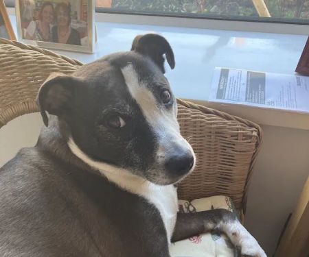 Vets for Pets - Cardiff Bay