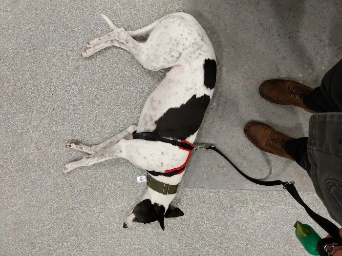 Vets for Pets - Cardiff Bay Picture 3