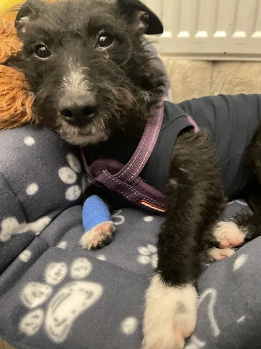 Vets for Pets - Cardiff Bay Picture 2