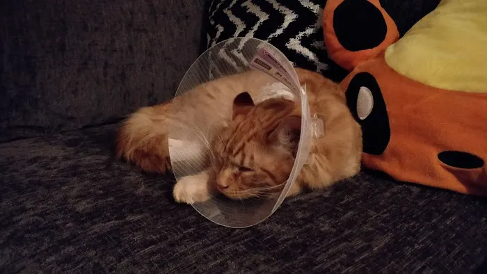 Vets for Pets - Cardiff Bay Picture 4