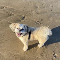 Valley Vets, Pet Rehabilitation ico