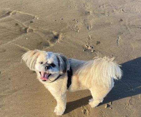 Valley Vets, Pet Rehabilitation