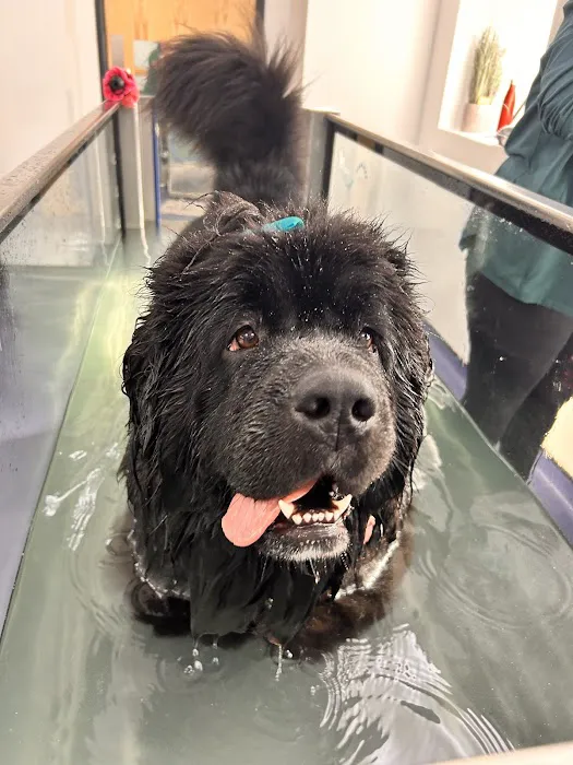 Valley Vets, Pet Rehabilitation Picture 2