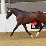 Hird and Partners - Sheffield Equine Clinic